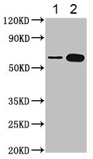 Western blot - Anti-TROVE2/SS-A antibody (ab194004), expandable thumbnail