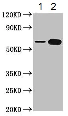 Western blot - Anti-TROVE2/SS-A antibody (AB194004)