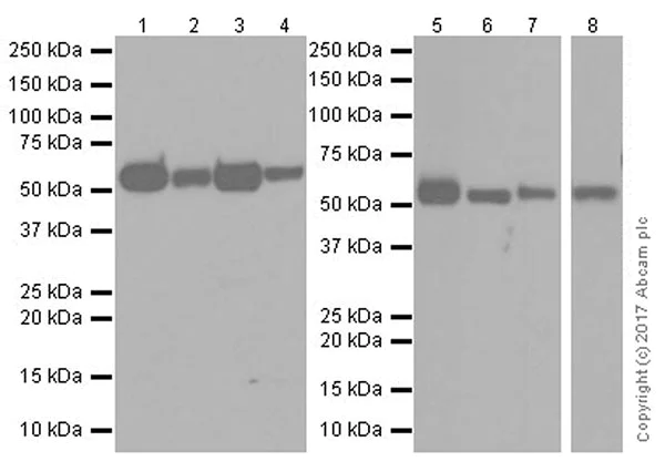 Western blot - Anti-TROVE2/SS-A antibody [EPR20322] (AB207416)