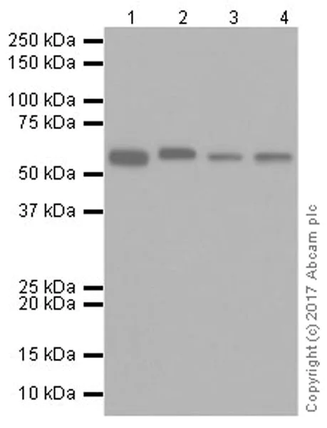 Western blot - Anti-TROVE2/SS-A antibody [EPR20322] - BSA and Azide free (AB251474)