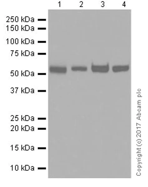 Western blot - Anti-TROVE2/SS-A antibody [EPR20322] - BSA and Azide free (AB251474)