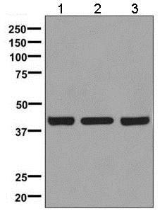 Western blot - Anti-TROY antibody [EPR3214(2)] (AB137080), expandable thumbnail