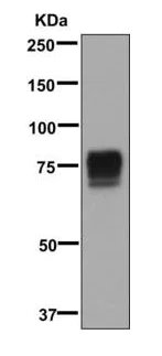 Western blot - Anti-TRP1 antibody [EPR13063] (AB178676)