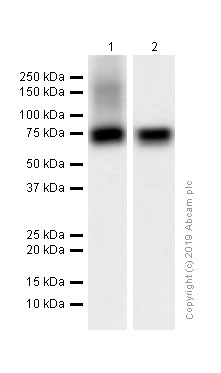 Western blot - Anti-TRP1 antibody [EPR13063] (AB178676)
