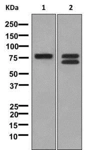 Western blot - Anti-TRP1 antibody [EPR13064(B)] - BSA and Azide free (AB249974)