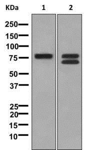 Western blot - Anti-TRP1 antibody [EPR13064(B)] - C-terminal (AB177468)