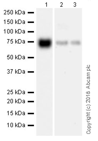 Western blot - Anti-TRP1 antibody [EPR21956] (AB235446)