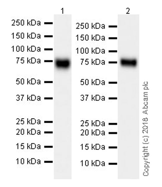 Western blot - Anti-TRP1 antibody [EPR21960] (AB235447), expandable thumbnail
