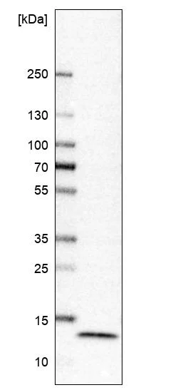 Western blot - Anti-TRP14 antibody (AB121725)