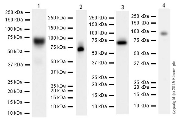 Western blot - Anti-TRP2/DCT antibody [EPR21986] (AB221144), expandable thumbnail