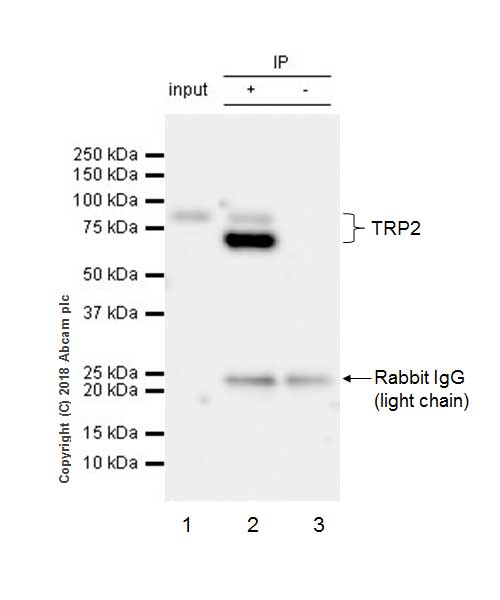 Immunoprecipitation - Anti-TRP2/DCT antibody [EPR21986] - BSA and Azide free (AB234901), expandable thumbnail