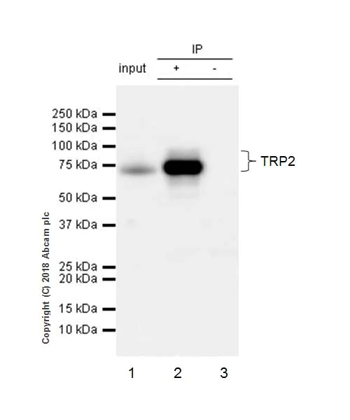 Immunoprecipitation - Anti-TRP2/DCT antibody [EPR21986] - BSA and Azide free (AB234901)