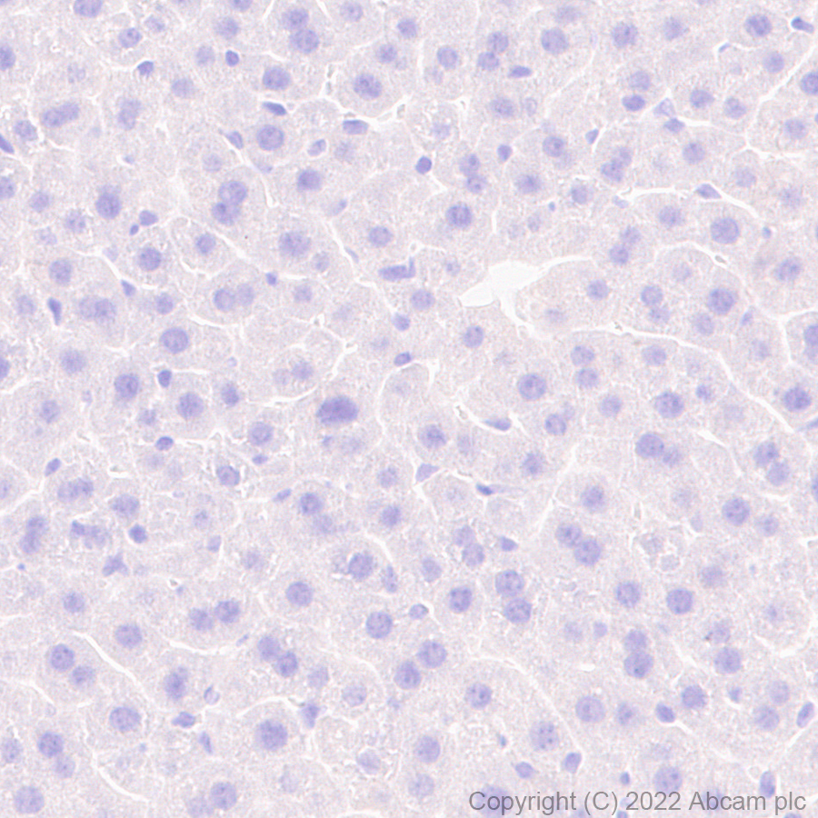 Immunohistochemistry (Formalin/PFA-fixed paraffin-embedded sections) - Anti-TRPC3 antibody [EPR25056-56] (AB300142)