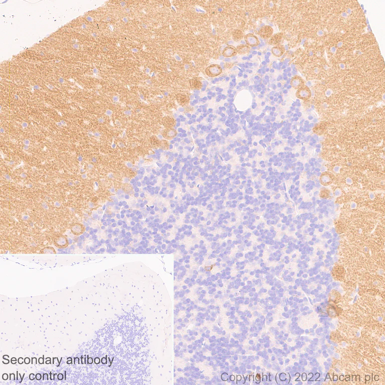 Immunohistochemistry (Formalin/PFA-fixed paraffin-embedded sections) - Anti-TRPC3 antibody [EPR25056-56] (BSA and Azide free) (AB300143)