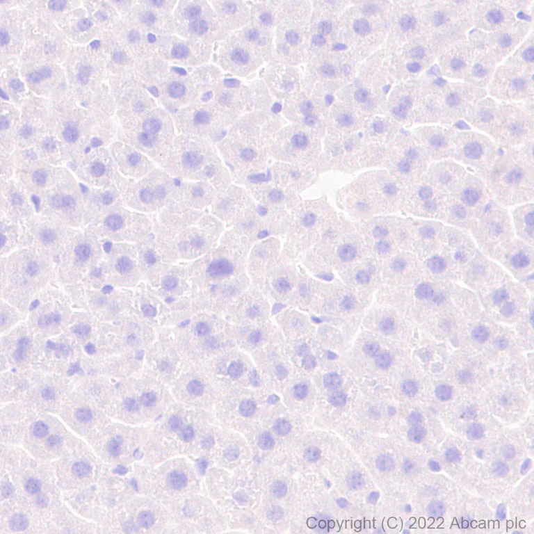 Immunohistochemistry (Formalin/PFA-fixed paraffin-embedded sections) - Anti-TRPC3 antibody [EPR25056-56] (BSA and Azide free) (AB300143)