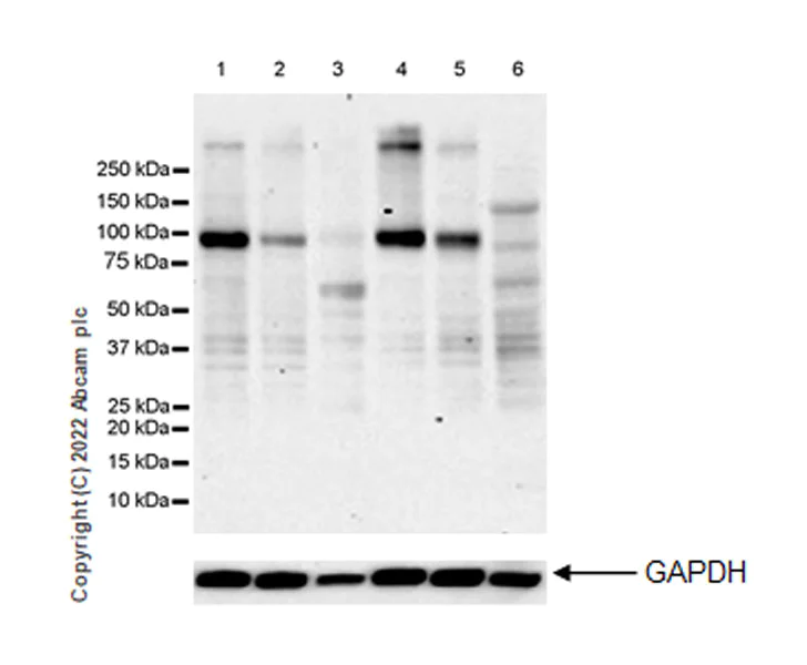 Western blot - Anti-TRPC3 antibody [EPR25056-56] (BSA and Azide free) (AB300143)
