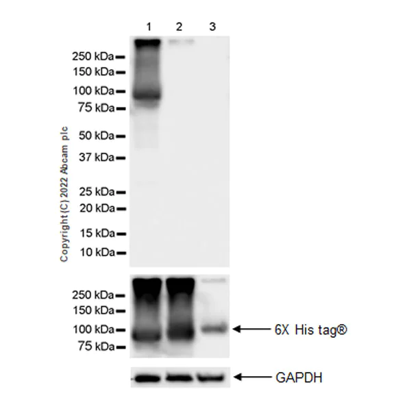 Western blot - Anti-TRPC3 antibody [EPR25056-56] (BSA and Azide free) (AB300143)