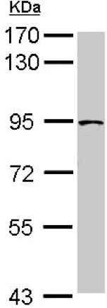 Western blot - Anti-TRPC4AP antibody (AB153810)