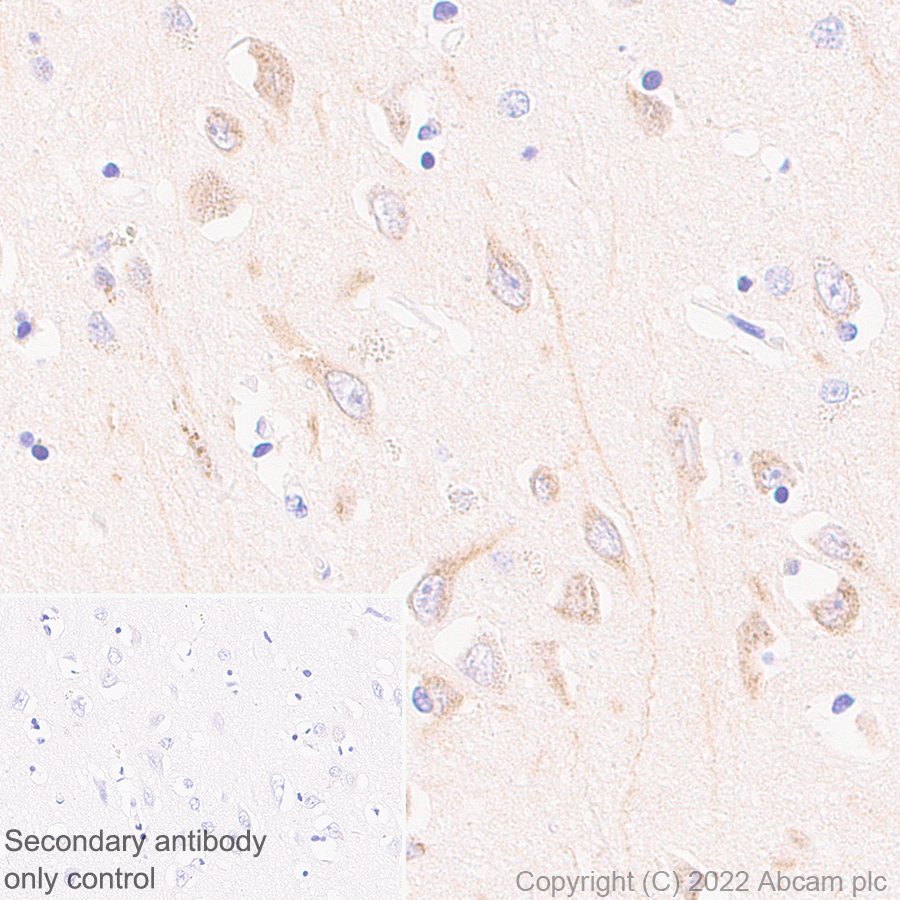 Immunohistochemistry (Formalin/PFA-fixed paraffin-embedded sections) - Anti-TRPC5 antibody [N67-15] - BSA and Azide Free (AB306596), expandable thumbnail