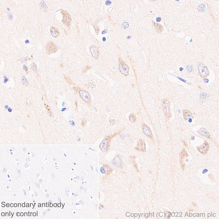 Immunohistochemistry (Formalin/PFA-fixed paraffin-embedded sections) - Anti-TRPC5 antibody [N67-15] - BSA and Azide Free (AB306596)