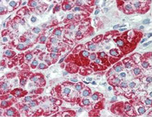 Immunohistochemistry (Formalin/PFA-fixed paraffin-embedded sections) - Anti-TRPC6 antibody [3F2.H10.F2] (AB105845)