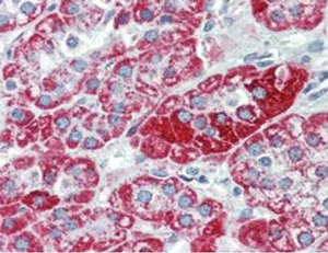 Immunohistochemistry (Formalin/PFA-fixed paraffin-embedded sections) - Anti-TRPC6 antibody [3F2.H10.F2] (AB105845)