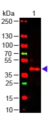 Western blot - Anti-TRPC6 antibody [3F2.H10.F2] (AB105845)