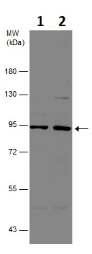 Western blot - Anti-TRPC6 antibody (AB228771)