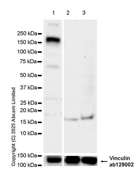 Western blot - Anti-TRPM2 antibody [EPR22476-57] - BSA and Azide free (AB326596)