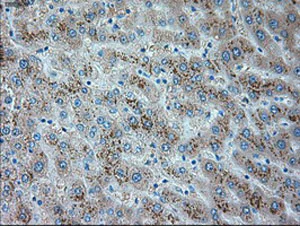Immunohistochemistry (Formalin/PFA-fixed paraffin-embedded sections) - Anti-TRPM4 antibody [OTI10H5] (AB123936)