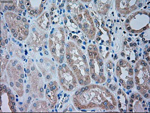 Immunohistochemistry (Formalin/PFA-fixed paraffin-embedded sections) - Anti-TRPM4 antibody [OTI10H5] (AB123936)