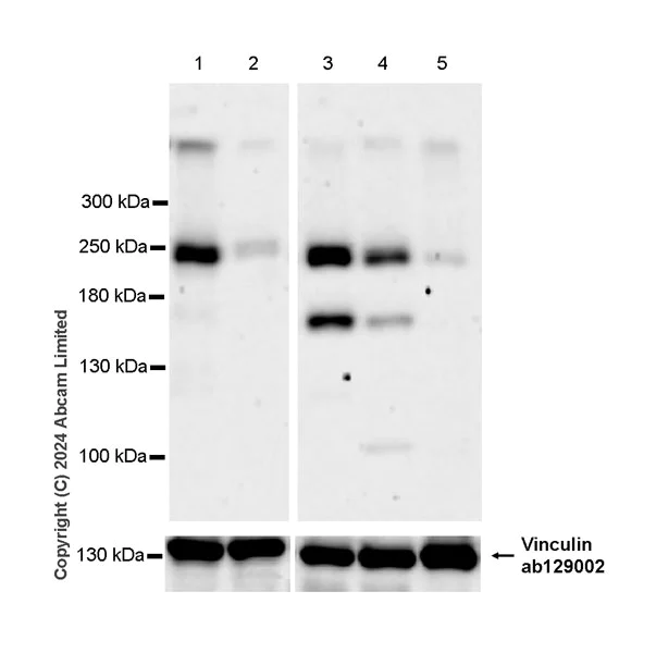 Western blot - Anti-TRPM7 antibody [EPR27067-52] (AB323270)