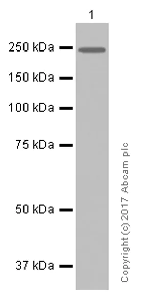Western blot - Anti-TRPM7 + TRPM6 antibody [EPR4582] - BSA and Azide free (AB232455)