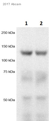 Western blot - Anti-TRPM8 antibody (AB3243)