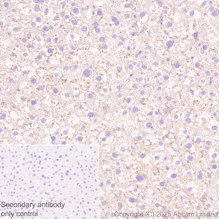 Immunohistochemistry (Formalin/PFA-fixed paraffin-embedded sections) - Anti-TRPML1/MG-2 antibody [EPR28651-127] (AB323642)