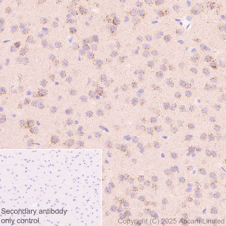 Immunohistochemistry (Formalin/PFA-fixed paraffin-embedded sections) - Anti-TRPML1/MG-2 antibody [EPR28651-127] (AB323642)