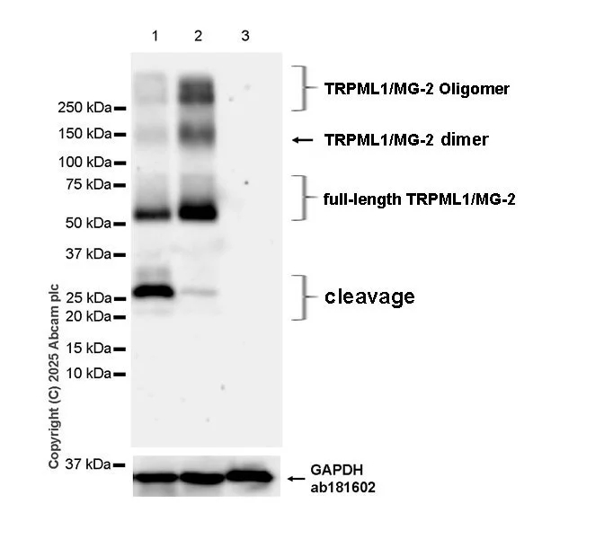 Western blot - Anti-TRPML1/MG-2 antibody [EPR28651-127] (AB323642)