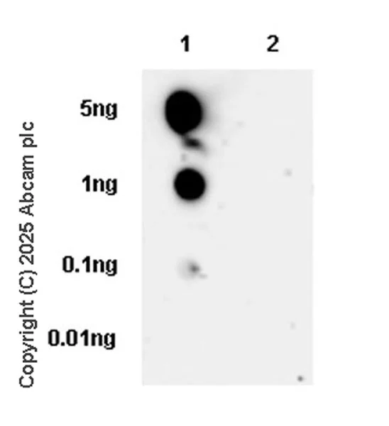 Dot Blot - Anti-TRPML1/MG-2 antibody [EPR28651-127] - BSA and Azide free (AB325960)