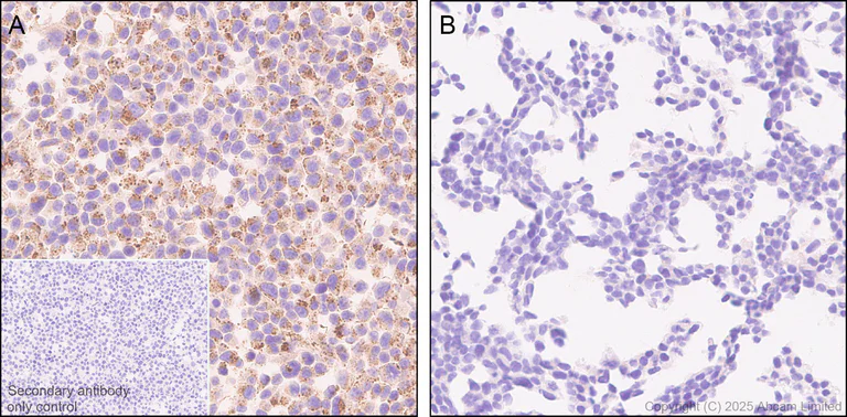 Immunohistochemistry (Formalin/PFA-fixed paraffin-embedded sections) - Anti-TRPML1/MG-2 antibody [EPR28651-127] - BSA and Azide free (AB325960)