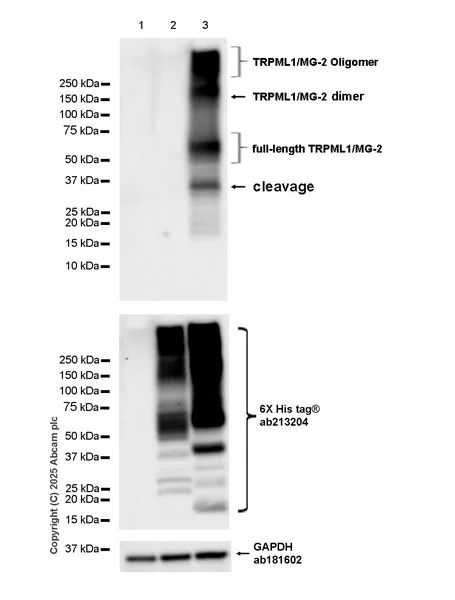 Western blot - Anti-TRPML1/MG-2 antibody [EPR28651-127] - BSA and Azide free (AB325960)