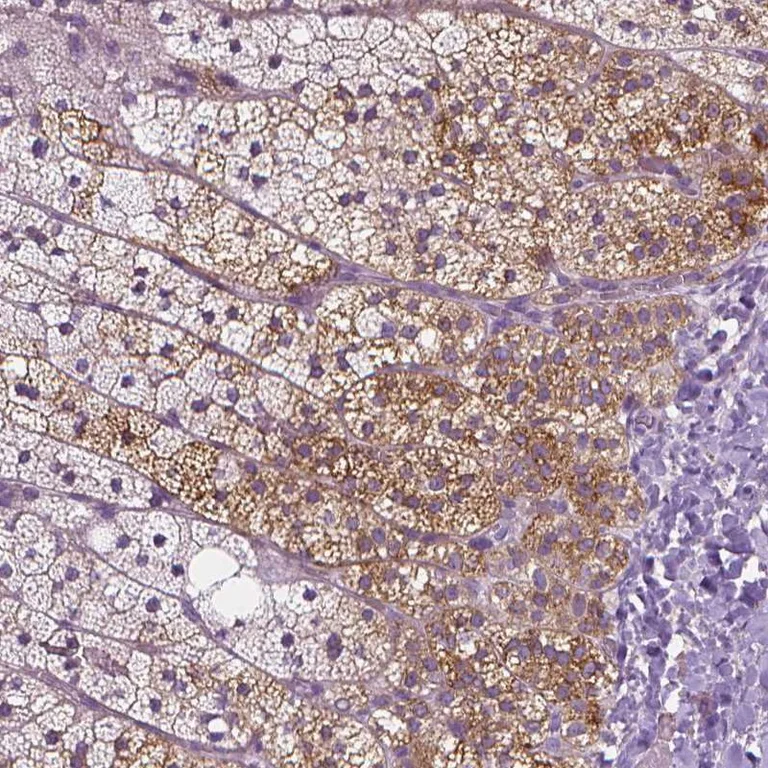 Immunohistochemistry (Formalin/PFA-fixed paraffin-embedded sections) - Anti-TRPML3 antibody (AB272579)