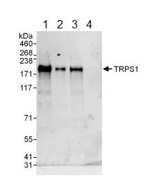 Western blot - Anti-TRPS1 antibody (AB125197)
