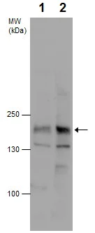 Western blot - Anti-TRPS1 antibody (AB227867)