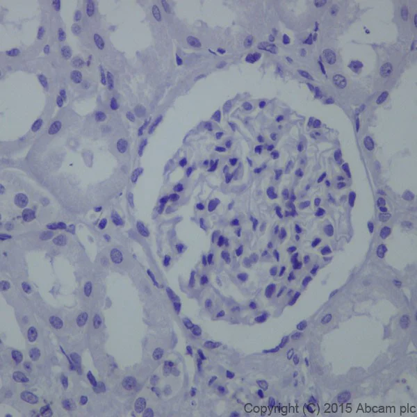 Immunohistochemistry (Formalin/PFA-fixed paraffin-embedded sections) - Anti-TRPS1 antibody [EPR16171] - BSA and Azide free (AB251509)