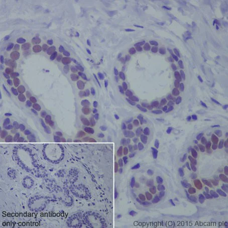 Immunohistochemistry (Formalin/PFA-fixed paraffin-embedded sections) - Anti-TRPS1 antibody [EPR16171] - BSA and Azide free (AB251509)