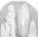 Immunohistochemistry (Formalin/PFA-fixed paraffin-embedded sections) - Anti-TRPV1 antibody (AB3487), expandable thumbnail