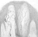 Immunohistochemistry (Formalin/PFA-fixed paraffin-embedded sections) - Anti-TRPV1 antibody (AB3487)