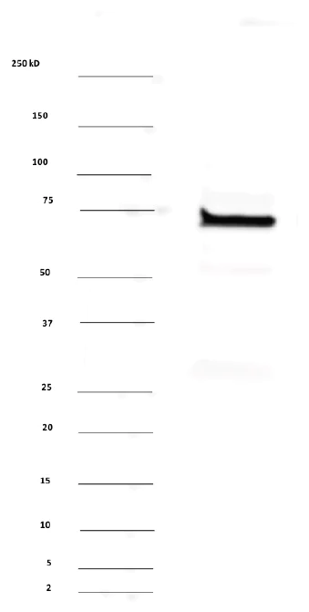 Western blot - Anti-TRPV1 antibody (AB6166)