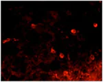 Immunohistochemistry (Frozen sections) - Anti-TRPV1 antibody [BS397] - C-terminal (AB203103)
