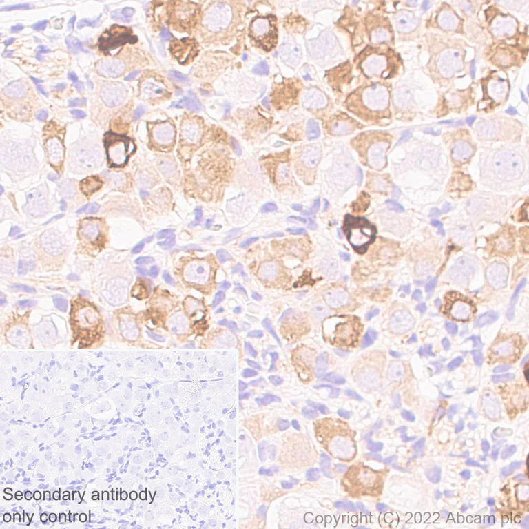Immunohistochemistry (Formalin/PFA-fixed paraffin-embedded sections) - Anti-TRPV1 antibody [EPR25057-67] (AB305299)